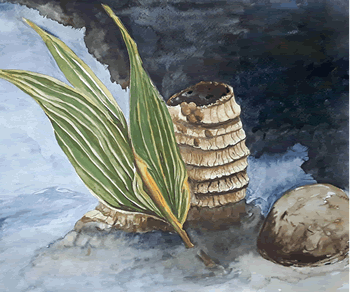 Cocos En Agua Watercolor Print | Island Art Bocas